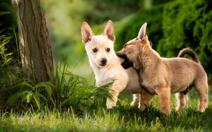 Zbiórka Na dom dla bezdomnych piesków - zdjęcie główne