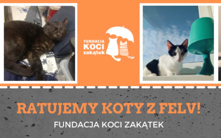 Zbiórka Walczymy o koty z białaczką - zdjęcie główne