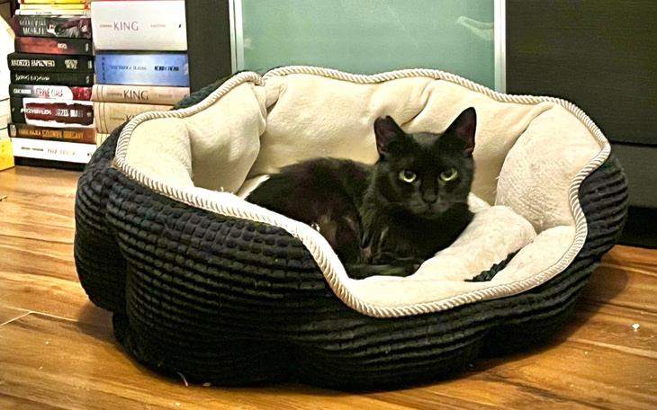 Zbiórka Operacja zębów Gienia i Milki - zdjęcie główne