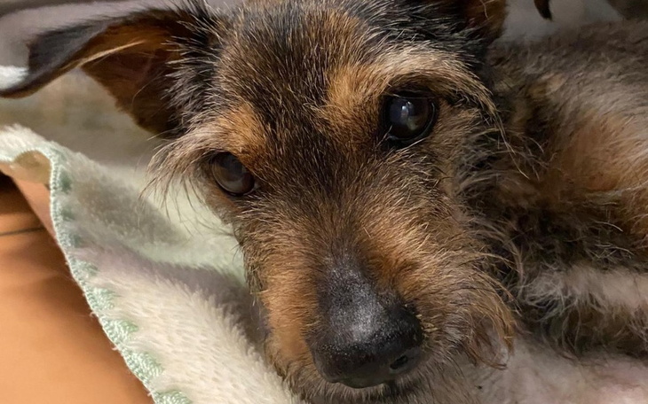 Zbiórka Pitek - spacer po smierć - zdjęcie główne