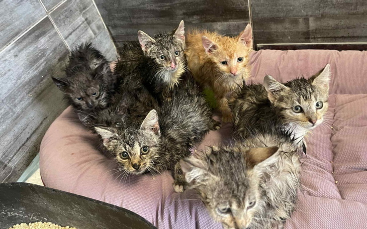 Sześć mokrych kociąt w różowym legowisku, czekających na pomoc.