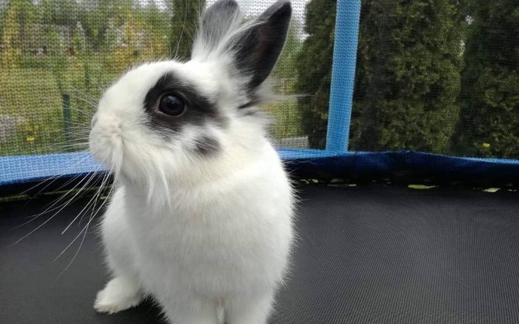 Zbiórka na kastrację królika - zdjęcie główne