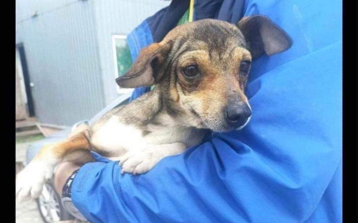 Zbiórka 7 transport psów z Nikopola - zdjęcie główne