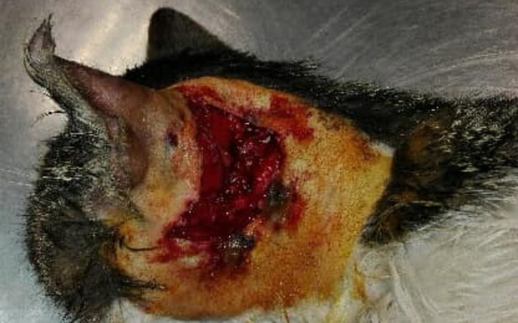 Zbiórka TRAGEDIA KOTA - Pomóż nam! - zdjęcie główne