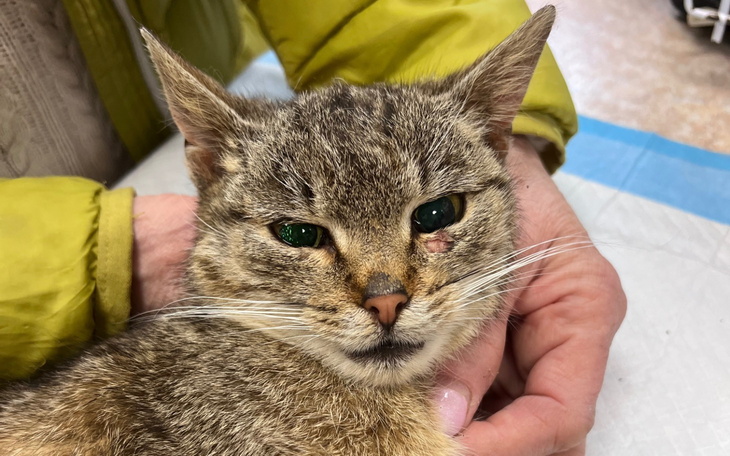 Kot z zielonymi oczami, trzymany w rękach.