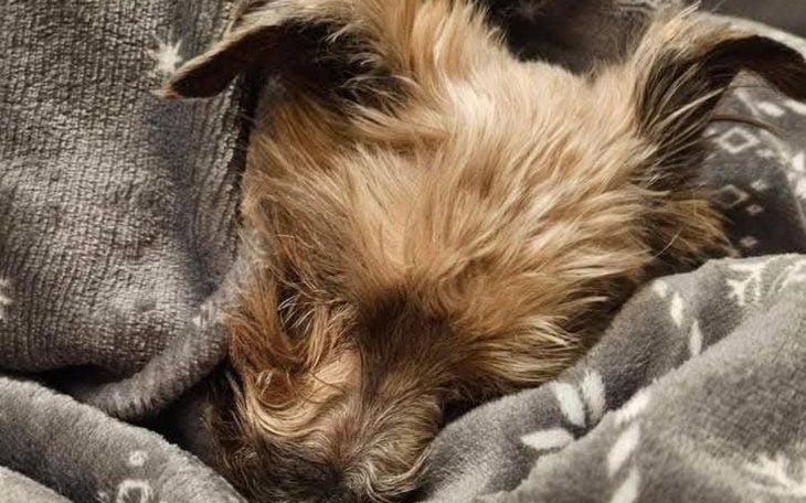 Pies śpiący w kocach, zrelaksowany i spokojny.