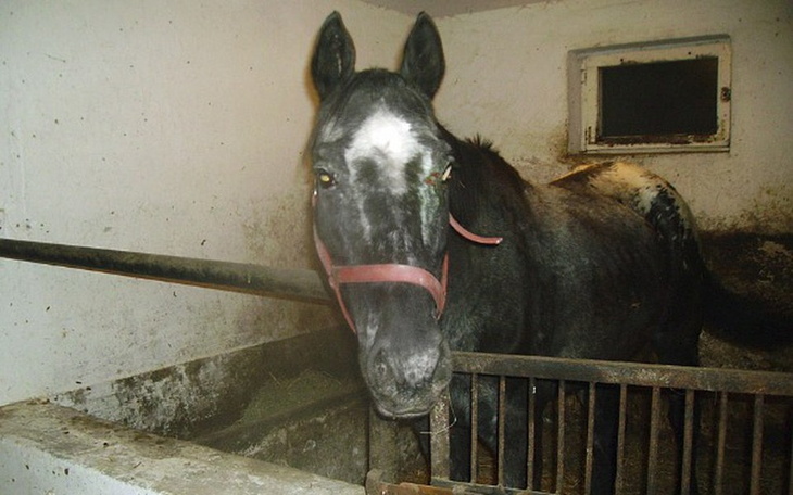 Zbiórka Misiek chce żyć! - zdjęcie główne