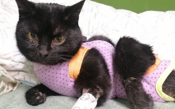 Zbiórka Życie lub śmierć Lany - zdjęcie główne