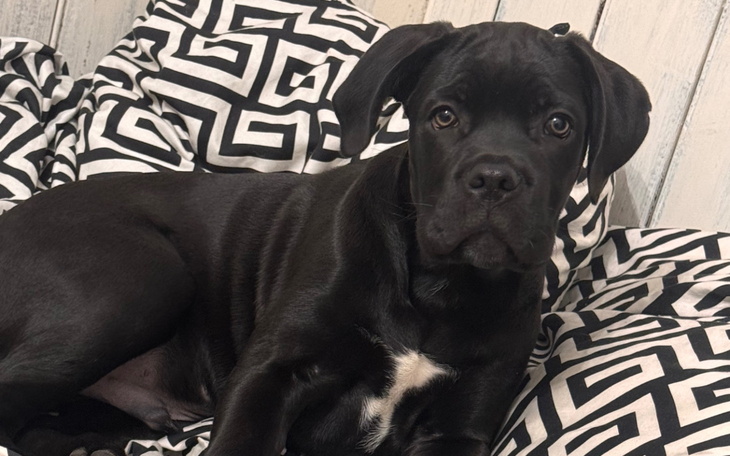 Czarny szczeniak leżący na poduszce w geometryczny wzór.