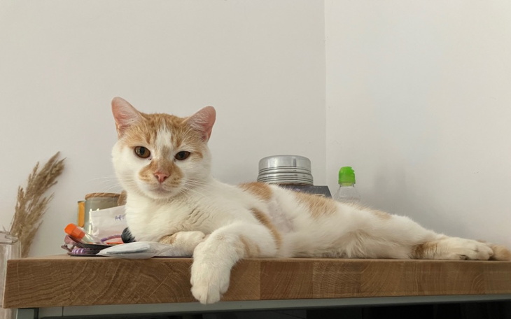 Zbiórka Długotrwałe leczenie Daktylka - zdjęcie główne