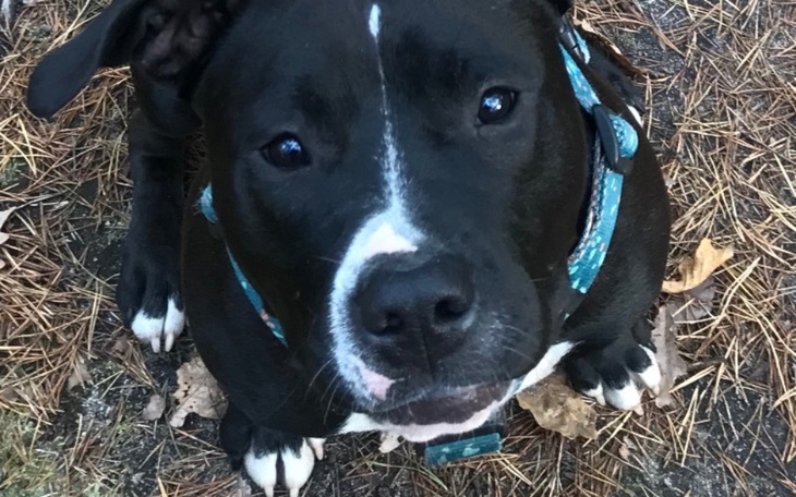 Zbiórka Operacja TPLO LUNY - zdjęcie główne