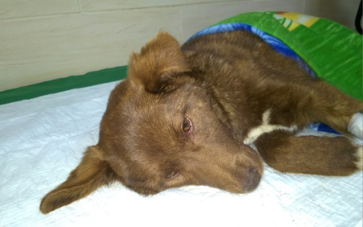 Zbiórka Walczymy z Parwowirozą - zdjęcie główne