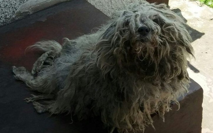 Zbiórka Czy to jeszcze pies? - zdjęcie główne