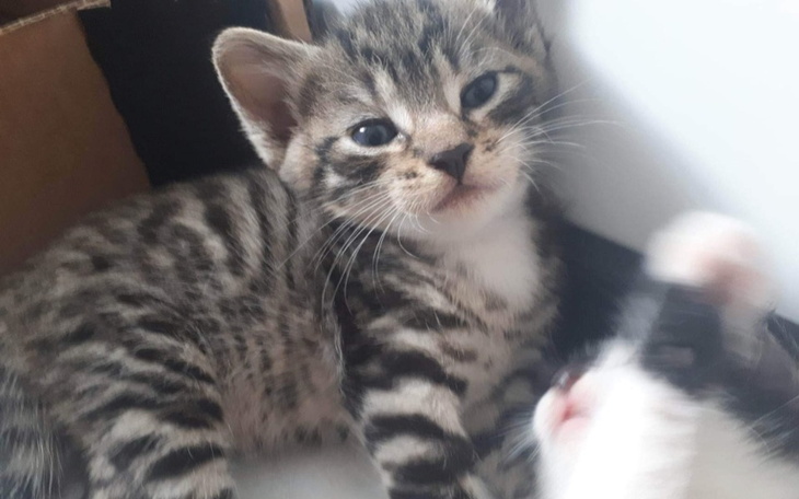 Mały kotek w kartonie, z wyrazem ciekawości na twarzy.