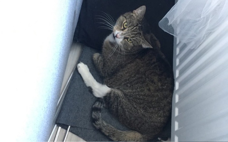 Zbiórka Interferon dla Trafa - zdjęcie główne