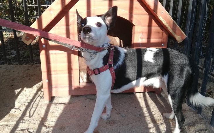 Zbiórka Nie chcę go, proszę go zabrać - zdjęcie główne