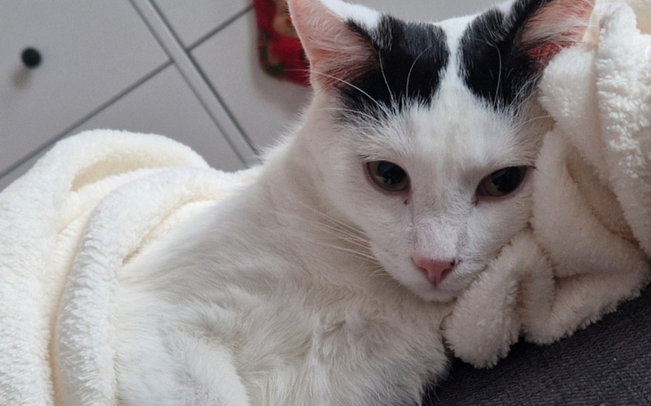 Kot leży na kocu, zrelaksowany i spokojny.