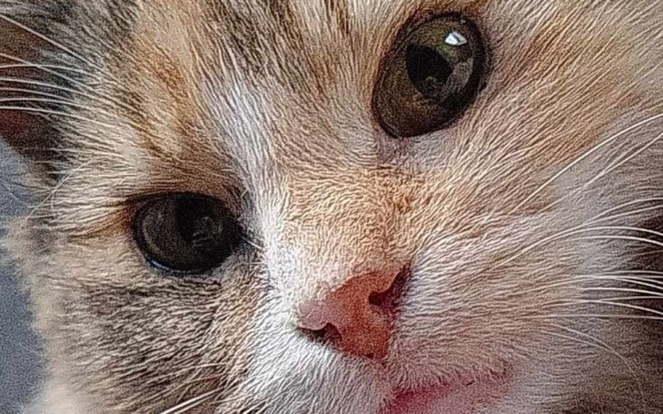 Zbiórka Walka z zapaleniem otrzewnejj - zdjęcie główne