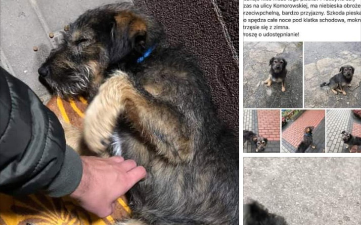 Zbiórka Piesek z ulicy - zdjęcie główne