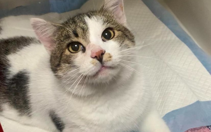 Kot leżący na podłożu, z dużymi oczami i białym futrem.