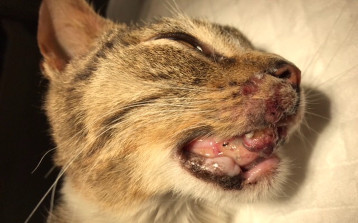 Kot z uszkodzeniami pyszczka, potrzebujący pomocy weterynaryjnej.