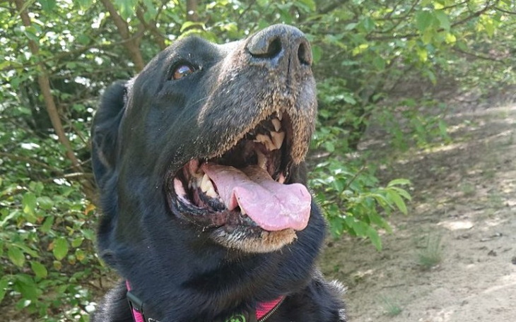 Zbiórka Operacja Luny aby mogła biegać - zdjęcie główne