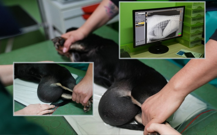 Weterynarz bada psa, wykonując zdjęcie rentgenowskie.