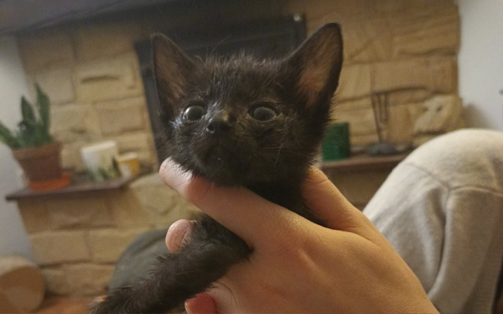 Zbiórka Kicia Ryba nie chce odchodzić - zdjęcie główne