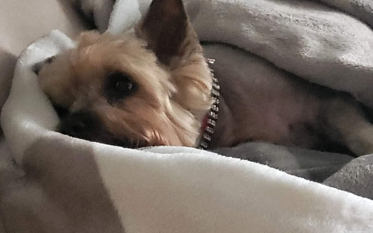 Zbiórka Pomoc w operacji Yorka - zdjęcie główne