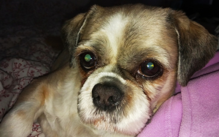 Zbiórka Pokrycie kosztów leczenia Axy - zdjęcie główne