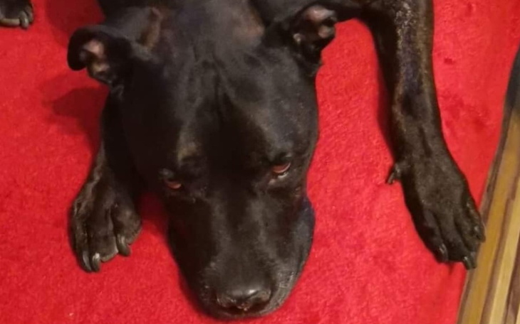 Zbiórka Operacja przyjaciela - zdjęcie główne