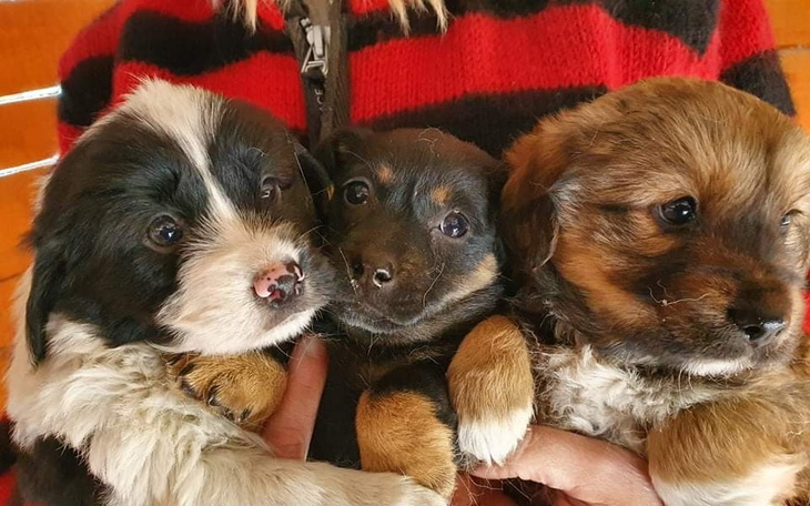 Zbiórka Szczeniaki z nory.uratuj. - zdjęcie główne