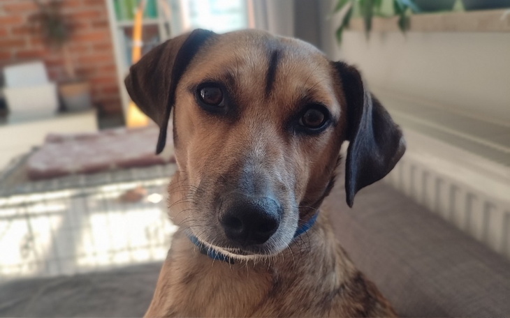 Zbiórka operacje dla Bigoska - zdjęcie główne