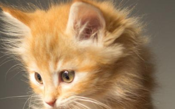 Zbiórka pomoc dla kota - zdjęcie główne