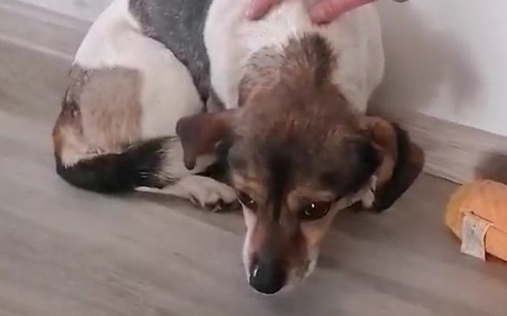 Smutny piesek leżący na podłodze, szuka pocieszenia.