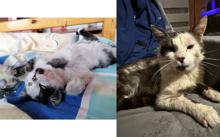 Zbiórka Uratujmy razem Misia - zdjęcie główne