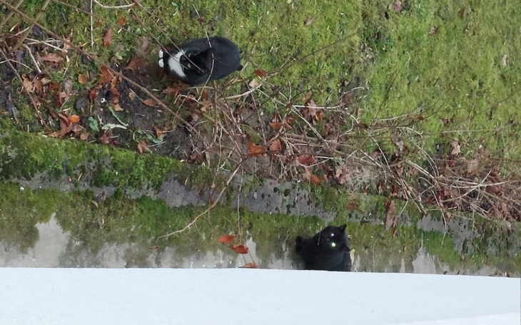 Zbiórka Dla kotów bezdomnych - zdjęcie główne