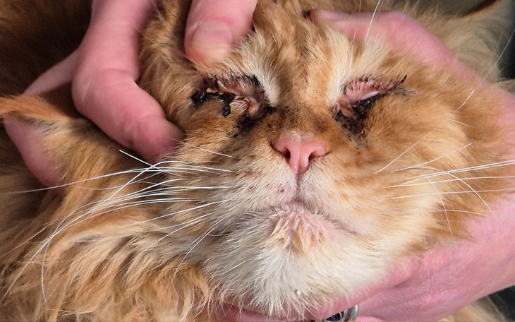 Osoba trzymająca kota z problemami zdrowotnymi.