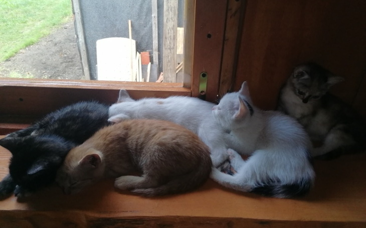 Zbiórka Kocia rodzinka i inne - zdjęcie główne