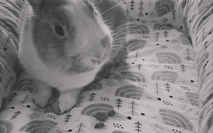 Zbiórka Leczenie Rose - zdjęcie główne