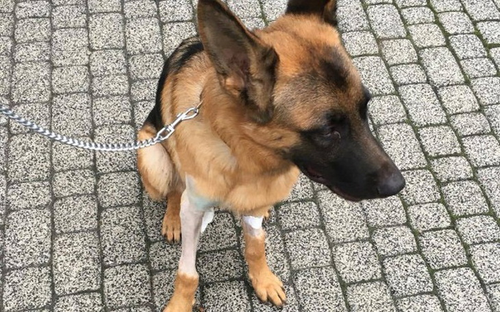 Owczarek niemiecki siedzący na chodniku, z opatrunkiem na nodze.