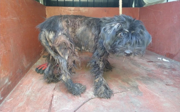 Zbiórka Leczenie Hope i Scoobiego - zdjęcie główne