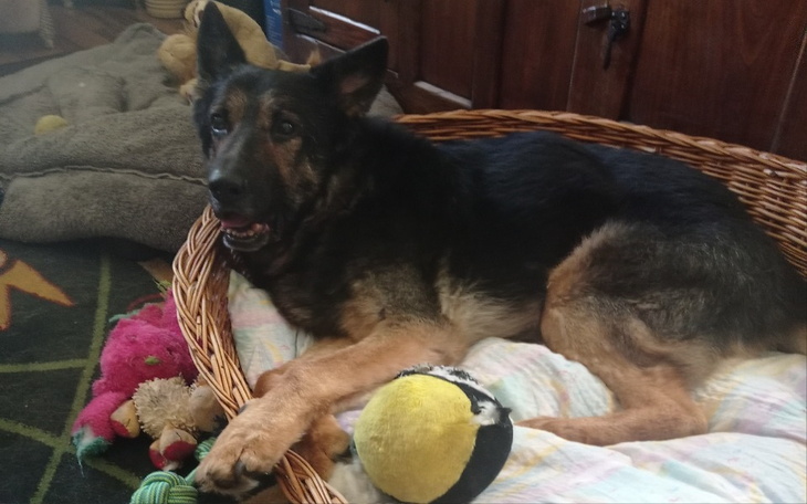 Pies leżący w koszu z zabawkami.