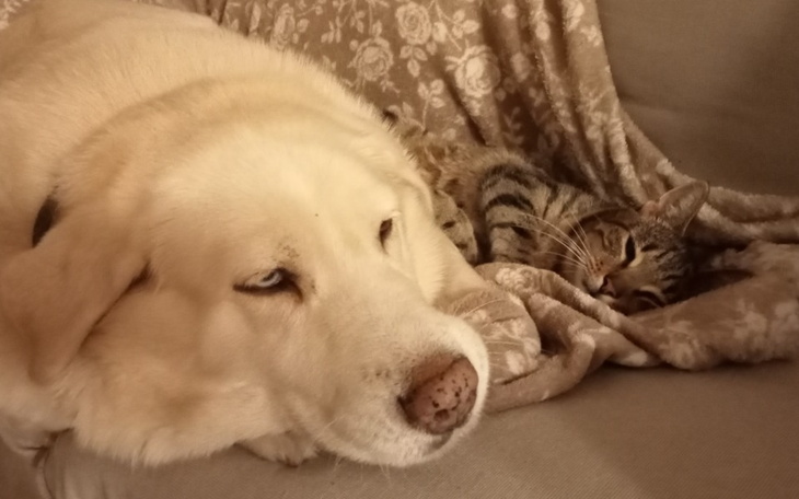 Zbiórka Operacja Nala - zdjęcie główne