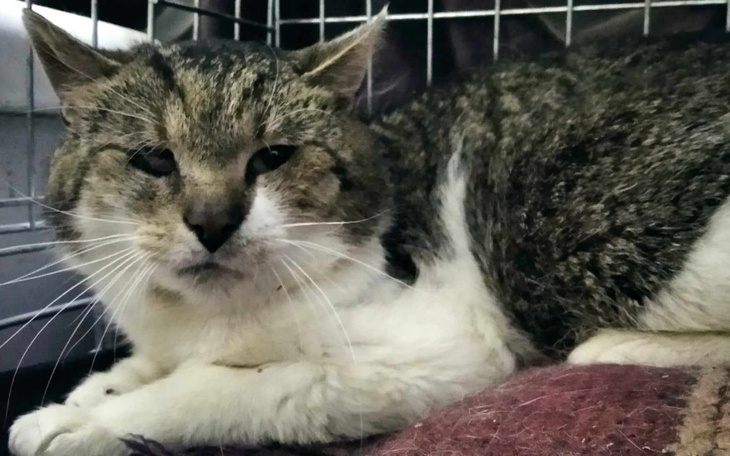 Zbiórka Rachunki Kociarni - lato - zdjęcie główne