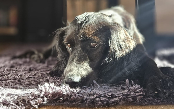 Czarny pies leży na dywanie, patrząc smutno.