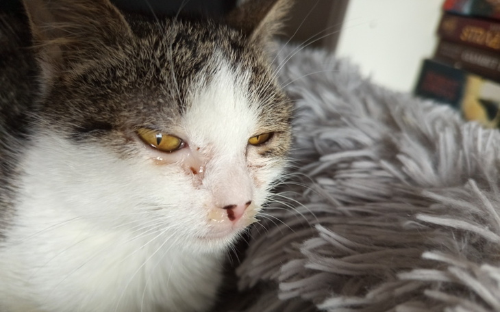 Kot z łzawiącymi oczami odpoczywa na szarym kocu.