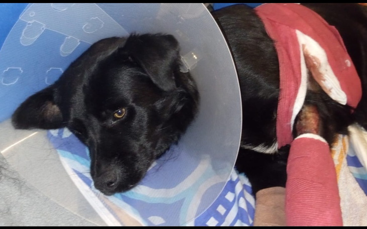 Zbiórka Pomóż Potterowi - zdjęcie główne