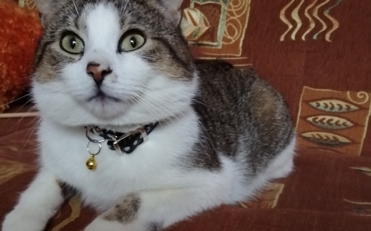 Zbiórka Leon - zdjęcie główne