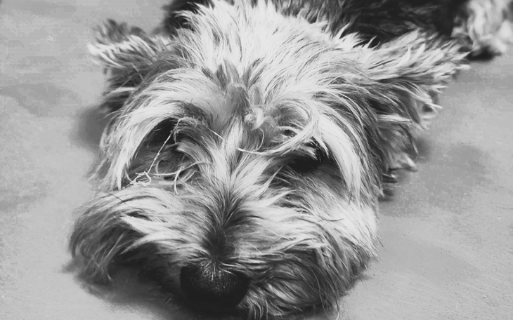 Zbiórka Poszarpana Maja walczy o życie - zdjęcie główne